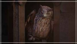 Der offizielle Cinematic-Trailer zu Hogwarts Legacy ist da